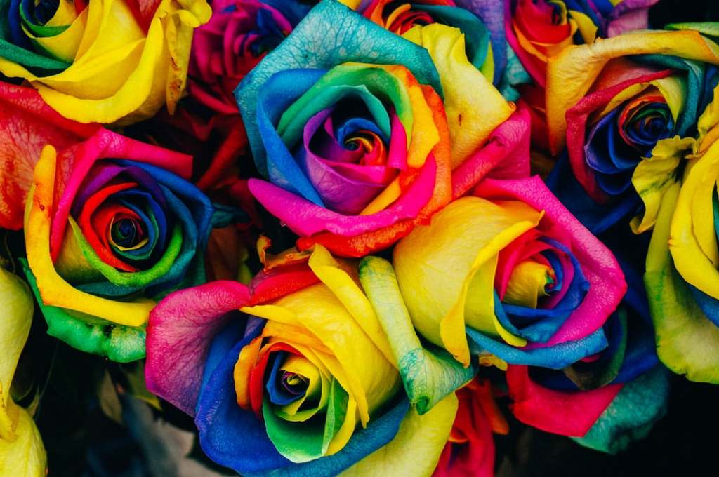 Different Types Of Lovely Roses And Their Meanings