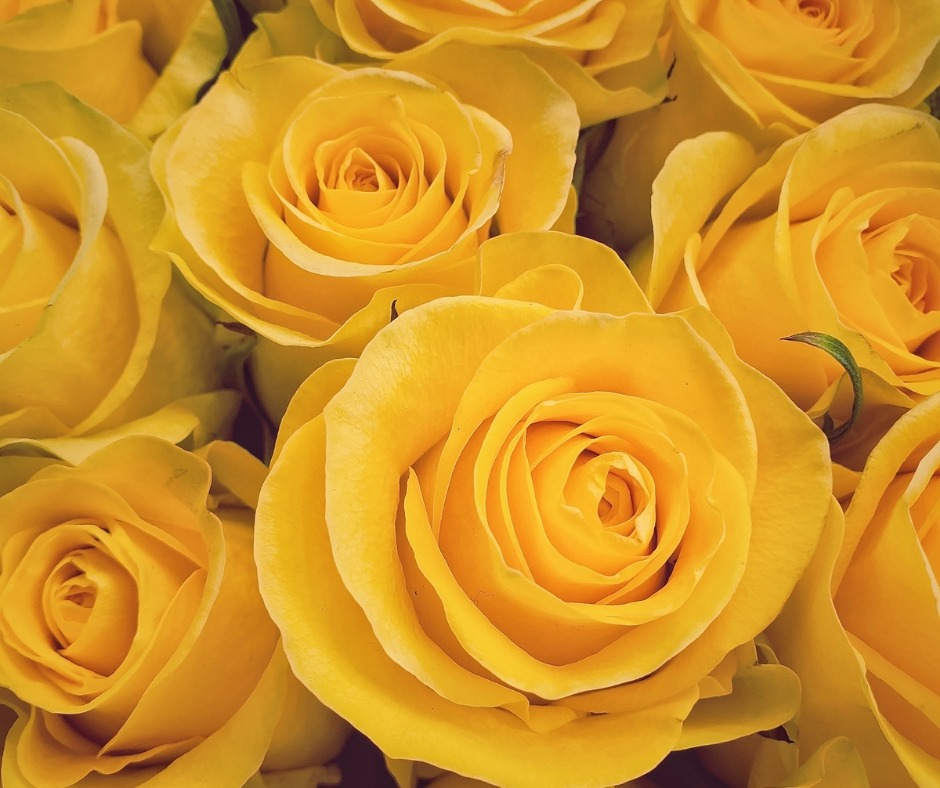 The Attractive Yellow Rose Flower And Its Significance