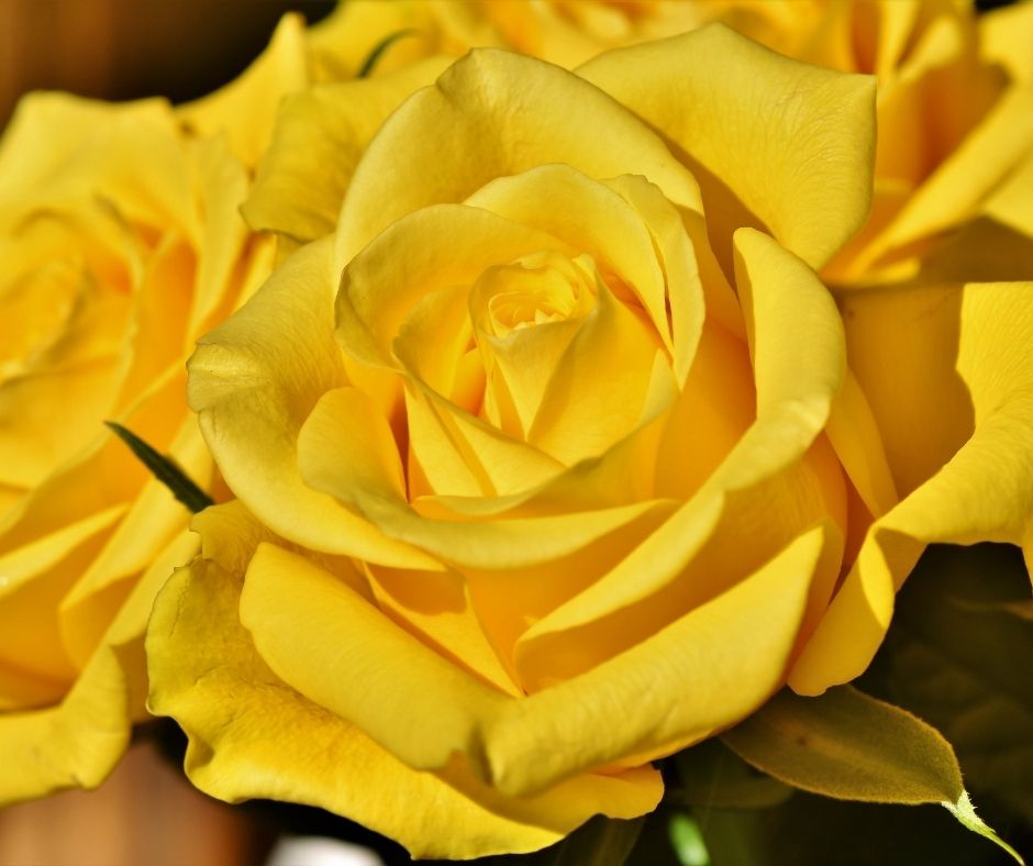 The Attractive Yellow Rose Flower And Its Significance